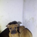 강생이랑 이미지