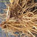 긴뿌리농장 이미지