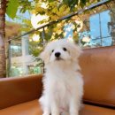 단짝멍몽 이미지