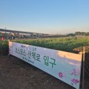 코스모스공원 | 가을나들이추천) 2024 구리 한강 시민 공원 코스모스 축제 후기