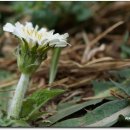 하얀민들레 이미지