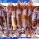 서천-23 | 🦑서천 홍원항 오징어·꽃게 8월 23일 후기 🦀