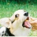 밤비동물병원 이미지