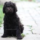 프리제(frise) 이미지