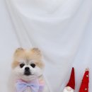 아루멍 그루밍 이미지