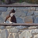 네로는 검은고양이 이미지