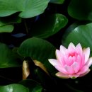 들꽃산장 이미지