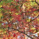 고혹적인 붉은열매ㅡ산수유 - by 모모수계 이미지