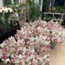 타티아르 이미지