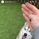 댕교오겠습니다 이미지