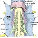 경막(dura mater) 이미지