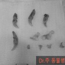 주동물병원 이미지