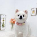 쿨독펫샵 네이버블로그