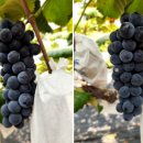 벧엘농원 이미지