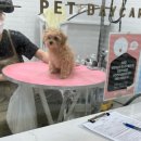 웰니스펫뷰티 이미지