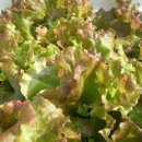 아름이농장 이미지