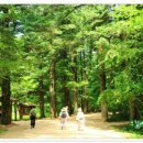 COSMOS/별,꽃 이미지