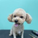 멍블리 펫 이미지