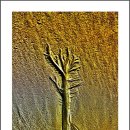 황금나무 이미지