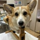 그랜드벳동물병원 이미지