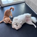 힐링독 반려견센터 이미지