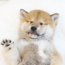 예쁘다 개 이미지