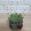 <b>아지랑이</b> 보셨나요~~~