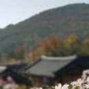 구절초가는길 이미지