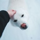 레알피부전문동물병원 이미지