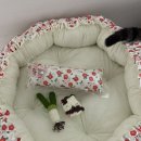 고양이 마약 방석, 까팡 호박 방석