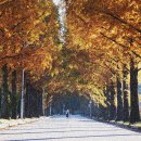 메타세콰이어길 이미지