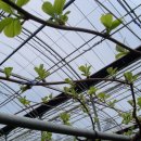 하은농원 이미지