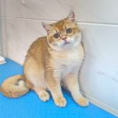 호펫 강아지 고양이 성신여대본점 | [Hoppet | 호펫 성신여대본점] 골드 브리티쉬 여자 고양이 분양 안내