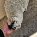 길냥이와 함께하는 이미지