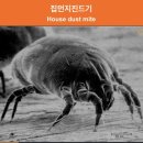 더에스동물병원 네이버블로그