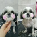 미용하는 강아지 이미지
