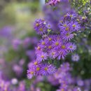 국화농장 이미지