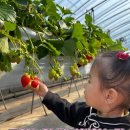 엄마농원 | 울산딸기체험으로도 좋은 경주도영농원 딸기체험 후기