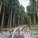 절물자연휴양림, 제주 여행지 추천(입장료, 소요시간, 절물오름 후기)