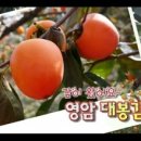 감이오네 이미지