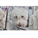 퍼피살롱 이미지