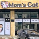 김포고양이분양 맘스캣 이미지