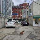 Re Pet 애견샵 | 수색동 강아지미용 잘하는 곳, 강아지숲 Pet 애견미용 후기