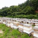 산지 양봉농가 등록·시설 설치 가능 길 열렸다 이미지