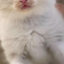 라온캣 대구고양이분양 낭만펫 강아지분양 대구점 이미지