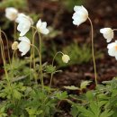 사과꽃 향기는 바람 이미지