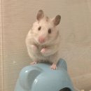 뽀솜이