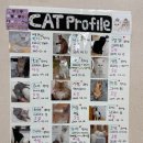 냥아치카페 이미지