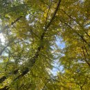 은행나무 농장 | 가평 커피와 과일농장방문 은행나무 실시간후기