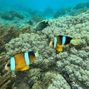 황금누리농장 | 투어, 우붓 단독 투어, 메이슨 래프팅 체험, 블루라군 스노클링 투어 할인, 예약, 가격, 후기, 꿀팁 총정리